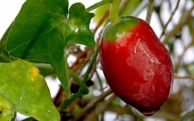 Lierre concombre Femelle - Plante de Coccinia grandis