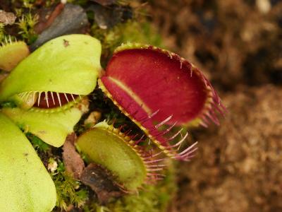 Dionaea muscipula - Plante attrape mouche