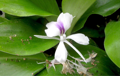 Galanga - Plante Kaempferia galanga