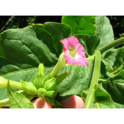 Nicotiana tabacum - Graines de tabac