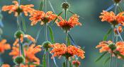 Wild dagga – Plante de Leonotis leonurus