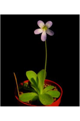 Pinguicula agnata "fleur parfumée" - Plante carnivore feuilles à glue