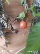 Tomate sauvage - Plant de Lycopersicon species