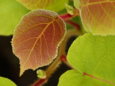 Matatabi - La drogue pour chat du Japon - Plant Actinidia polygama