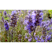 Lavande vraie ou officinale – Plante Lavandula angustifolia "Irene Doyle