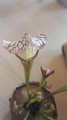 sarracenia leucophylla - Plante carnivore tube rustique