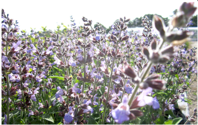 Sauge officinale – Plante de Salvia officinalis