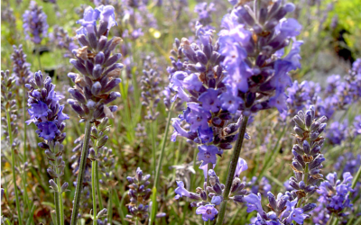 Lavande vraie ou officinale – Plante Lavandula angustifolia "Irene Doyle