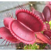 Akai Ryu - Dione pige attrape mouche - Plante carnivore Dionaea muscipula