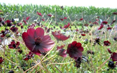 Cosmos Chocolat - Fleurs à l'odeur du chocolat noir!