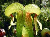 Plante cobra Darlingtonia californica - Plante carnivore unique dans son espèce