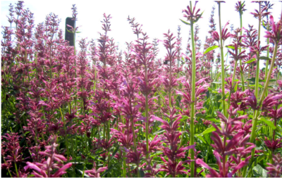 Toronjil Morado- Plant Agastache mexicana goût citron