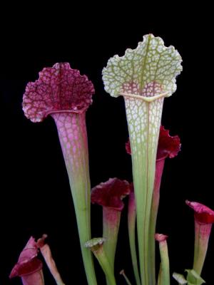 Sarracenia x 'Juthatip Soper' - Plante carnivore tube rare rustique