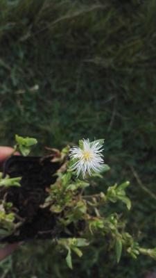 Kanna - Graines de Sceletium tortuosum