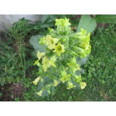 Tabac sacré du Pérou - Graines de Nicotiana rustica 