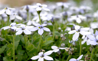 Vin mousseux - Plant de Isotoma fluviatilis