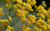 Herbe à curry / Helichryse italienne plant d'Helichrysum italicum