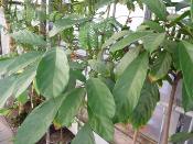 Kolatier / colatier - Plante de Cola acuminata / nitida