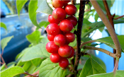 Schizandra – Plante de Schisandra chinensis