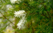 Tea tree/ Arbre  th  Plante de MELALEUCA ALTERNIFOLIA