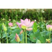 Lotus rose - Ptales de Nelumbo nucifera
