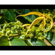 Huile essentielle Ylang Ylang 100% natuelle chemotype