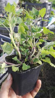 Herbe à chat – Plante de Nepeta cataria