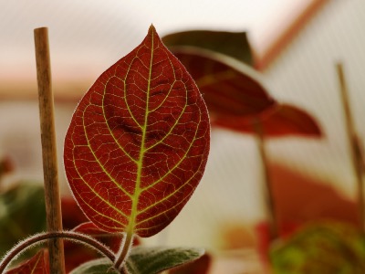 Plante goût camembert * Plante Paederia lanuginosa Mo Long