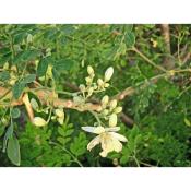 Moringa oleifera  Plante et culture