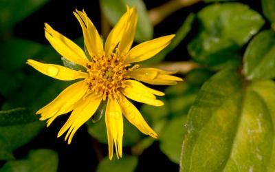 Pita Bhringaraj – Plante du foie Wedelia calendulacea