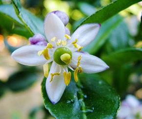 Combava - Plante de Citrus hystrix 