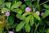 Mimosa pudica - 50 graines de plante sensitive