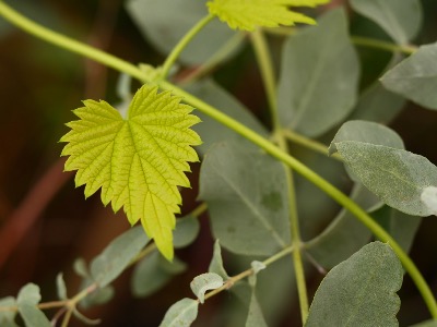 Houblon – Plante de Humulus lupulus