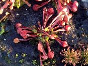 Sarracenia psittacina - Plante carnivore tube rustique