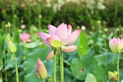 Lotus rose - Pétales de Nelumbo nucifera