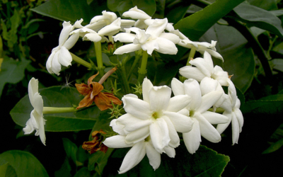 Jasmin d'Arabie - Plant de Jasminum sambac