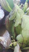 Sarracenia purpurea ssp. venosa - Plante carnivore tube rare rustique