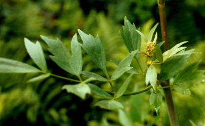 Livèche – Plante de Levisticum officinalis