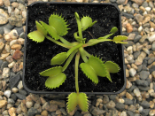 Loup Garou - Dione pige attrape mouche - Plante carnivore Dionaea muscipula