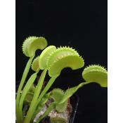 Dentate - Dione pige attrape mouche - Plante carnivore Dionaea muscipula