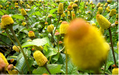 Spilanthes acmella / Acmella oleracea / Bred mafana Graines