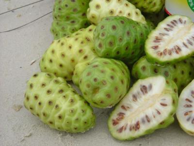 Morinda citrifolia graines