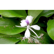 Galanga racine morceaux - Alpinia officinarum Vrai galanga