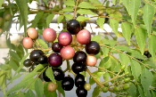 Kaloupilé ou Arbre à curry - Graines fraiches de Murraya koenigii