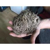 Rose de Jericho 