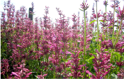 Toronjil Morado- Plant Agastache mexicana goût citron