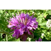 Monarde rose - Plant de Monarda fistulosa x tétraploïde