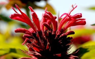 Mélisse dorée ou Monarde écarlate Plant de Monarda didyma