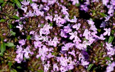 Le thym cumin. Une aromatique à découvrir!