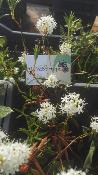 Th du Labrador  Plante de Ledum groenlandicum - Rhododendron groenlandicum